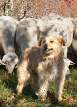Flossy, Pyrenean sheep dog